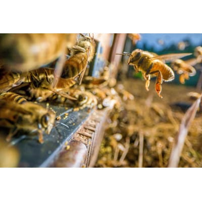 九華はちみつ　アカシアボトルセット　計600g　039-0071