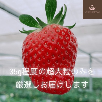 【さとふる限定】完熟プレミアムいちご「グランベリー」品種:ほしうらら　2パック