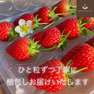 【さとふる限定】完熟プレミアムいちご「グランベリー」品種:ほしうらら　2パック