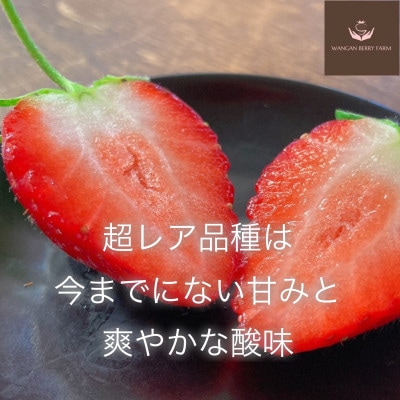 【さとふる限定】【2027年発送先行予約】完熟いちご「グランベリー」品種:ほしうらら　2パック