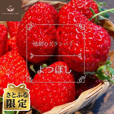 【さとふる限定】【2027年発送先行予約】完熟いちご「グランベリー」品種:よつぼし　2パック
