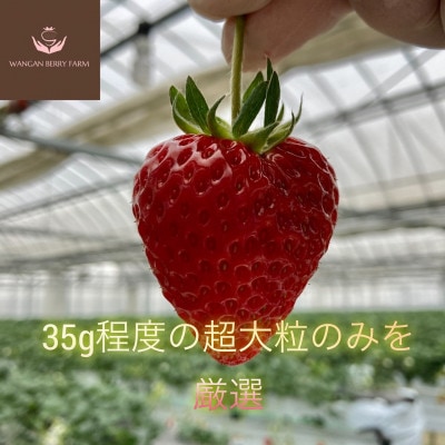 【さとふる限定】【2027年発送先行予約】完熟いちご「グランベリー」品種:よつぼし　2パック
