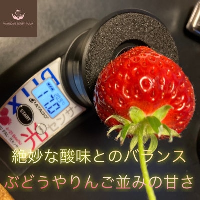 【さとふる限定】【2027年発送先行予約】完熟いちご「グランベリー」品種:よつぼし　2パック
