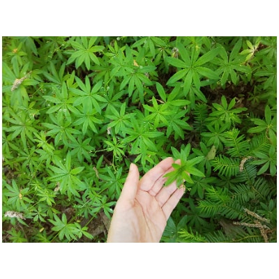 野草茶 お試しセット(大地の天茶5種)