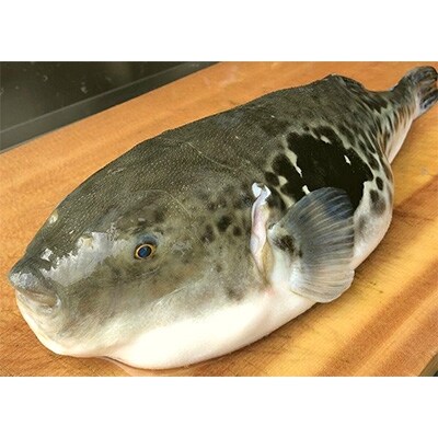 【こだわりの生・冷蔵便】　本場関門とらふぐ鍋セット 5～6人前　FI04-S55