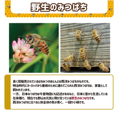 日本ミツバチ・西洋ミツバチ」非加熱・国産生はちみつ詰合せ