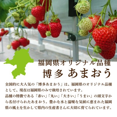 福岡県産 博多あまおう DX上級品 約500g (約250g×2パック入り)【12月上旬発送】