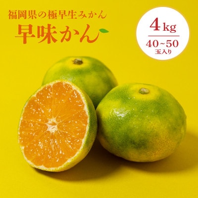 福岡県産 早味かん M・Sサイズ　約4kg(40玉～50玉入)【2026年9月下旬より順次発送】