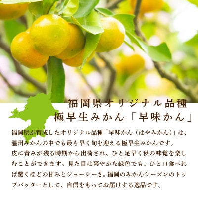 福岡県産 早味かん M・Sサイズ　約4kg(40玉～50玉入)【2026年9月下旬より順次発送】