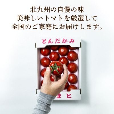 福岡県北九州市若松区産 若松濃縮トマト　1.2K箱(15玉～30玉入り)【3月上旬より順次発送】