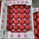 【先行受付　4月より順次発送】若松濃縮トマト　1.2kg箱(15玉～30玉入り)3箱　計約3.6kg