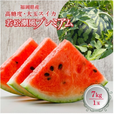 福岡県北九州市若松産【優等品】潮風プレミアム西瓜約7kg (1玉入り)【2026年7月下旬より発送】