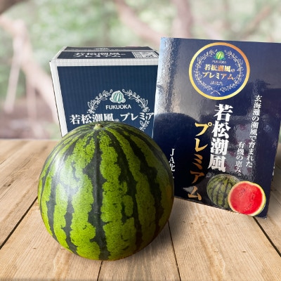 福岡県北九州市若松産【優等品】潮風プレミアム西瓜約7kg (1玉入り)【2026年7月下旬より発送】