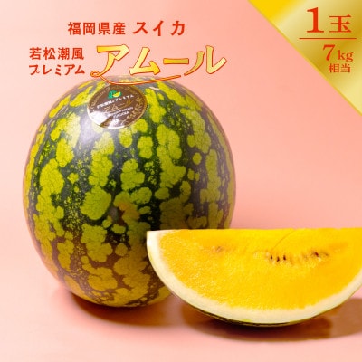 【2027年7月下旬より順次発送】福岡県北九州市若松産【優等品】若松潮風プレミアムアムール 約7kg