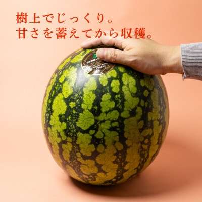 【2027年7月下旬より順次発送】福岡県北九州市若松産【優等品】若松潮風プレミアムアムール 約7kg