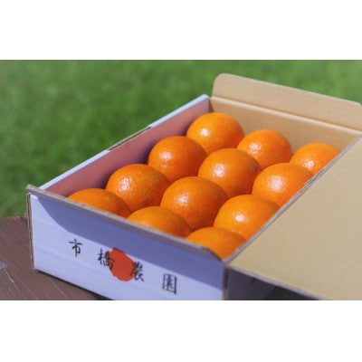 【先行受付・数量限定】屋久島産たんかん・2キロ箱(Lサイズ/約12玉)