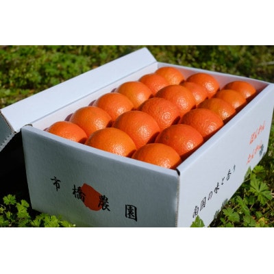 【先行受付・数量限定】屋久島産たんかん・5キロ箱(Lサイズ/約36玉)