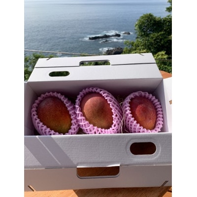 屋久島産アップルマンゴー1キロ