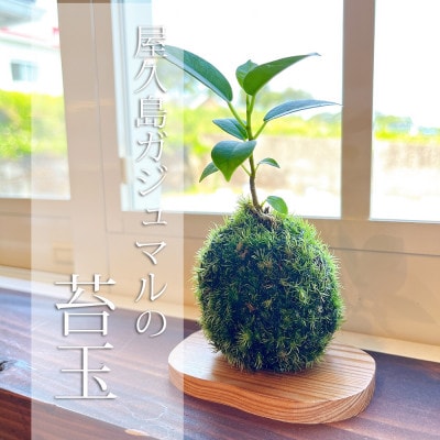 ガジュマルの苔玉