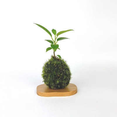 ガジュマルの苔玉