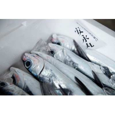 生産者直営!!屋久島の港町から安永丸がお届けする ～飛魚開き塩干8袋～