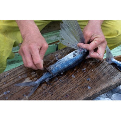 生産者直営!!屋久島の港町から安永丸がお届けする ～飛魚開き塩干8袋～