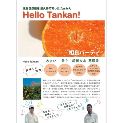 【屋久島産】相良パーティ『ハローたんかん』【M,L,2Lサイズ10kg】