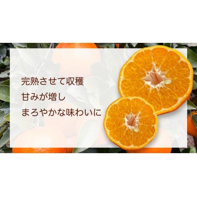 屋久島　完熟ぽんかん 5Kg