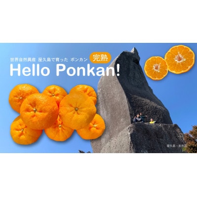 屋久島　完熟ぽんかん 10kg