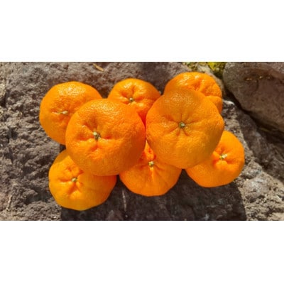 屋久島　完熟ぽんかん 10kg