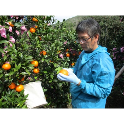 果汁100%屋久島たんかんストレートジュース(30本入り)