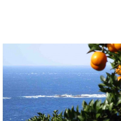 果汁100%屋久島たんかんストレートジュース(30本入り)