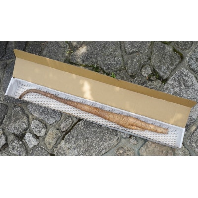 【屋久島産】相良パーティ 自然薯1kg【2025年12月下旬頃順次発送予定】