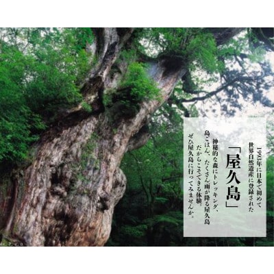 屋久島町に泊まるふるさと納税旅行クーポン【6,000円分】(屋久島町)