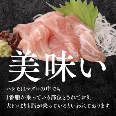 天然メバチマグロ 希少部位 ハラモ 切り落とし(腹身) 約500g (500g×1P)08-36