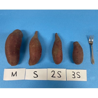 超熟成蜜芋「こいもあまいも」 Mサイズ 合計約5kg(シルクスイート)