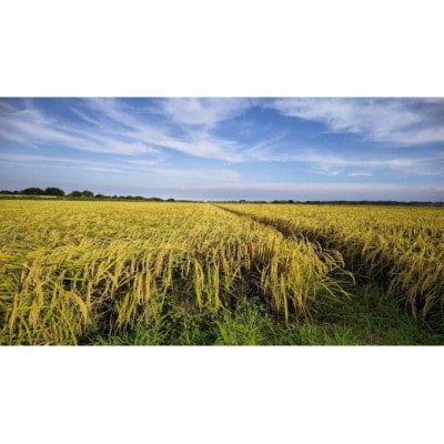 兵庫県産・令和7年産【ヒノヒカリ】白米　10kg(5kg×2)