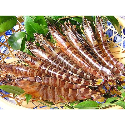 玄海活きくるまえび400g入り(10尾~20尾)