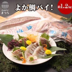 真鯛1匹柵どり済みで刺身・焼物・煮物に扱いやすさ抜群!【よか鯛バイ約1.2kg】! | ふるさと納税のお礼品