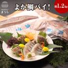 真鯛1匹柵どり済みで刺身・焼物・煮物に扱いやすさ抜群!【よか鯛バイ約1.2kg】!