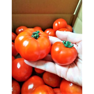 訳あり!大切に育てたフルティカトマトご家庭用2.7kg