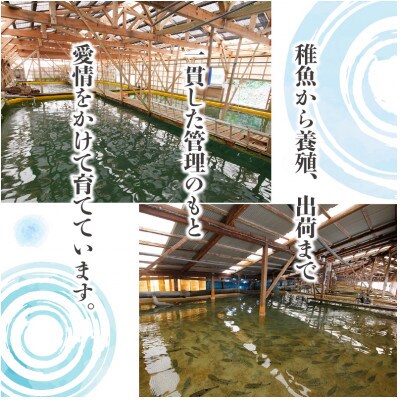 【2024年5月中旬発送】活〆おうごんとらふぐ贅沢2人前セット