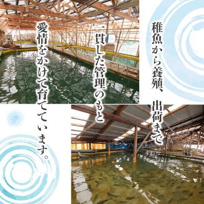 【2023年2月上旬発送】活〆おうごんとらふぐ刺身2人前セット