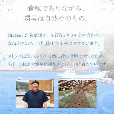 活〆おうごんとらふぐ刺身2人前セット
