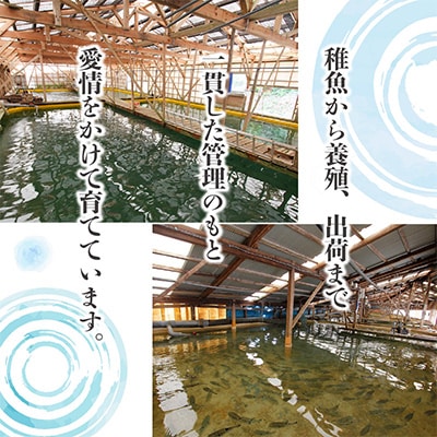 2024年2月発送開始『定期便』活〆おうごんとらふぐ刺身2人前セット　全3回