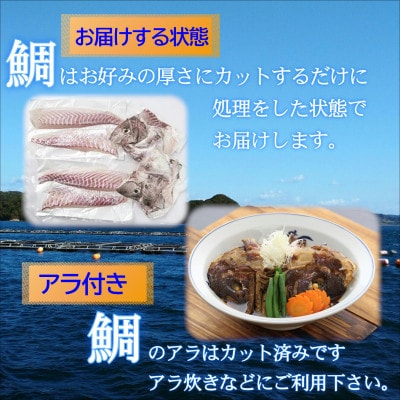 鷹島のおいしかタイ(1.2kg)