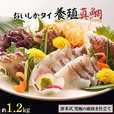 おいしかタイ約1.2kg　～津本式の血抜き仕立て～