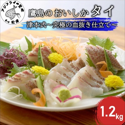 おいしかタイ約1.2kg　～津本式の血抜き仕立て～