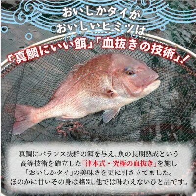 おいしかタイ約1.2kg　～津本式の血抜き仕立て～