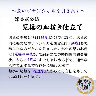 おいしかタイ約1.2kg　～津本式の血抜き仕立て～